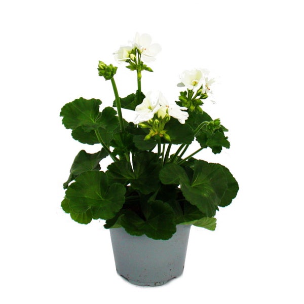 Geranien stehend - Pelargonium zonale - 12cm Topf - Set mit 3 Pflanzen - weiß