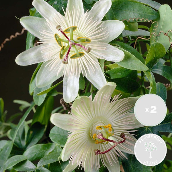 2x Passiflora Elliot – Passionsblume – Kletterpflanze – Pflegeleicht – ⌀15 cm – ↕60-70 cm