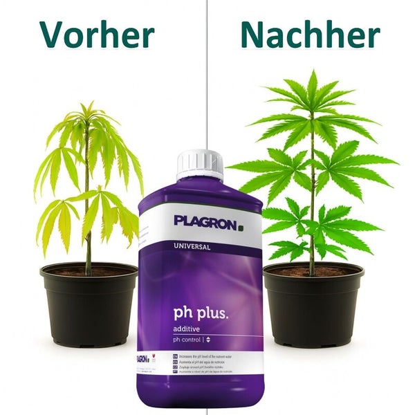 Vorher-Nachher-Darstellung einer Pflanze mit Plagron Dünger