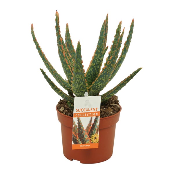 Gelbe Spinde mit einer Bank und einer Eingangsmatte mit Wellenmuster.