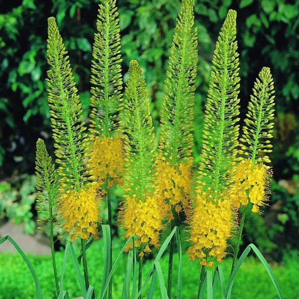 Gelbe Kaiserkronen im Garten
