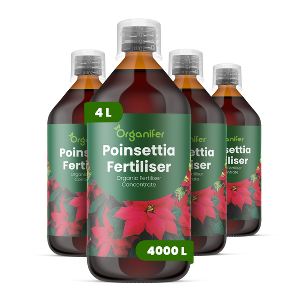 Organifer Weihnachtsstern-Dünger, organisches Konzentrat, 4 Liter, Set mit 4 Flaschen.