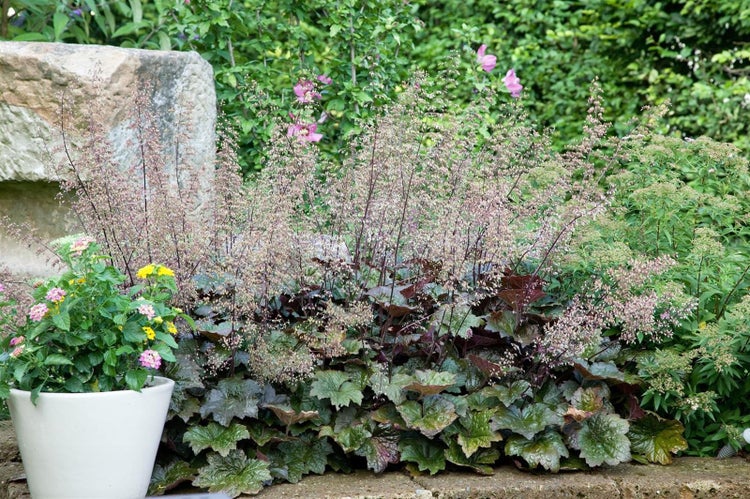 Gartenlandschaft mit Purpurglöckchen und blühenden Pflanzen
