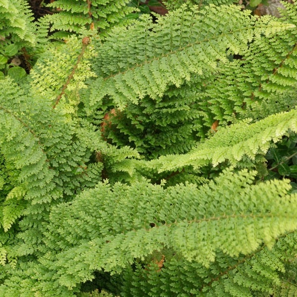 Nahaufnahme eines filigranen Frauenhaarfarns