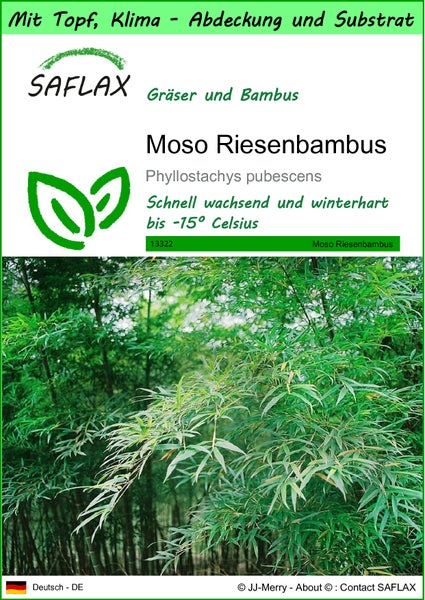 SAFLAX Garden to go - Moso Riesenbambus - Phyllostachys pubescens - 20 Samen - Mit Topf, Klima - Deckel und Anzuchtsubstrat