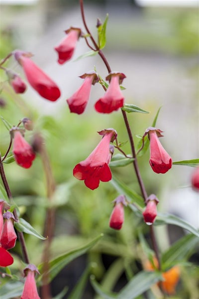 Penstemon barbatus 'Coccineus', Bartfaden, leuchtend rot, ca. 9x9 cm Topf