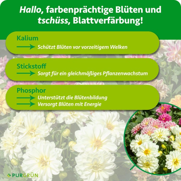 Purgrün Dahlien-Dünger, 1 Kilogramm feines Granulat für circa 40 Pflanzen, zur Neupflanzung und Pflegedüngung. Bio-Siegel, Purgrün Logo.