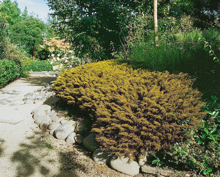 Niedrig wachsender, gelblicher Strauch in einem Garten. Der dichte Strauch ist von großen Steinen an einem hellen Kiesweg begrenzt.