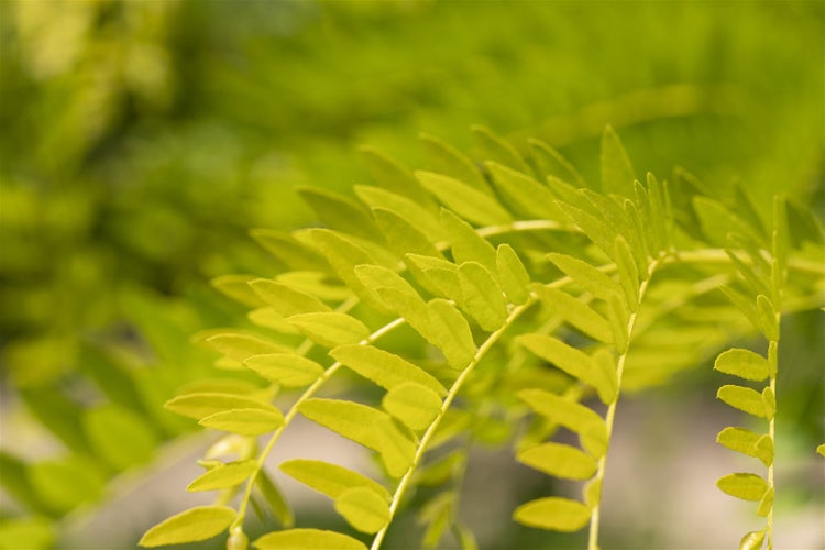 Gleditsia triacanthos 'Sunburst', Gold-Gleditschie, 125–150 cm
