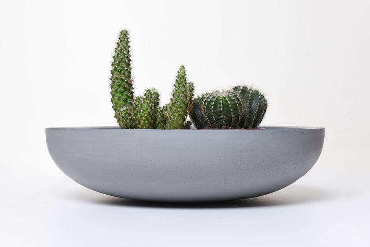 Kakteen-Arrangement mit verschiedenen Kakteenarten in einer flachen, grauen Schale aus Betonmaterial.