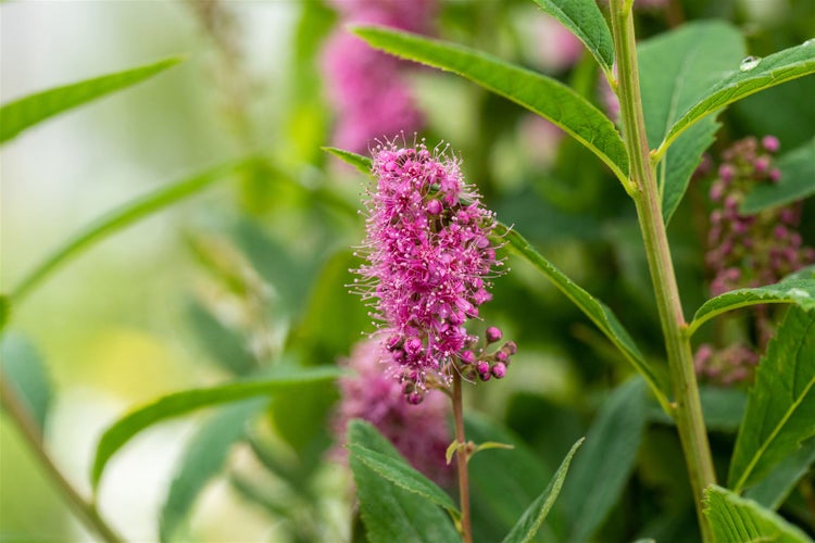 Spiraea billardii 'Triumphans', Prachtspiere, rosa Blüten, 60–100 cm