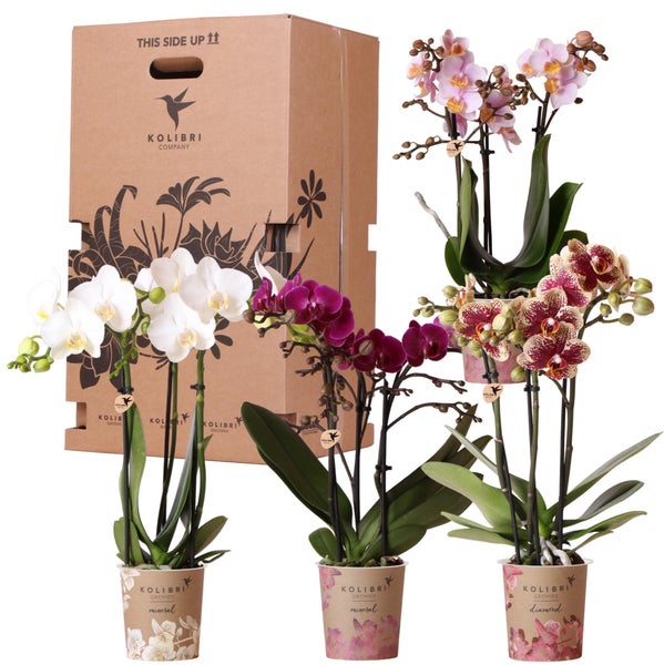 Kolibri Orchids Überraschungsbox Mix Pflanzen Vorteilsbox mit 4 verschiedenen Orchideen