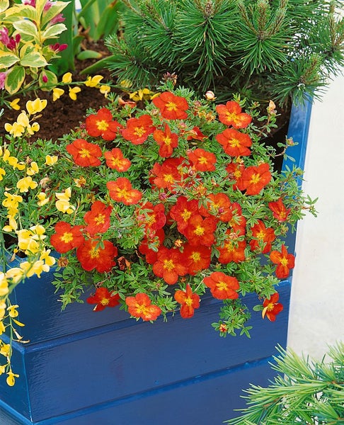Blumenkasten bepflanzt mit Fingerstrauch und anderen Zierpflanzen