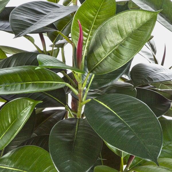Nahaufnahme der glänzenden ovalen Blätter eines Gummibaums Ficus elastica.