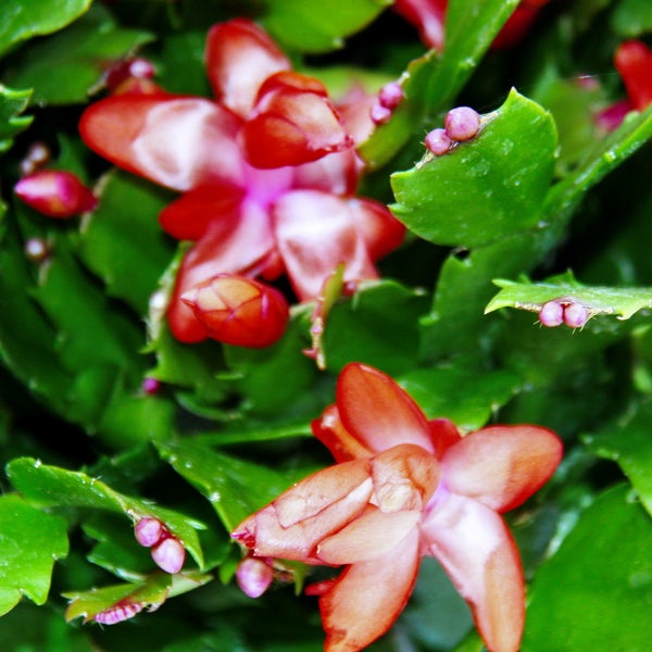 Großer Weihnachtskaktus - Schlumbergera - XXL - 17cm Topf - ca. 25-35cm hoch - rote Blüten