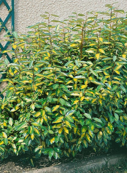 Elaeagnus ebbingei 'Limelight', silberbunt, 20–30 cm