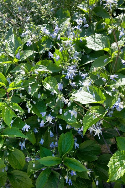 Blühende Alpen-Waldrebe im Detail