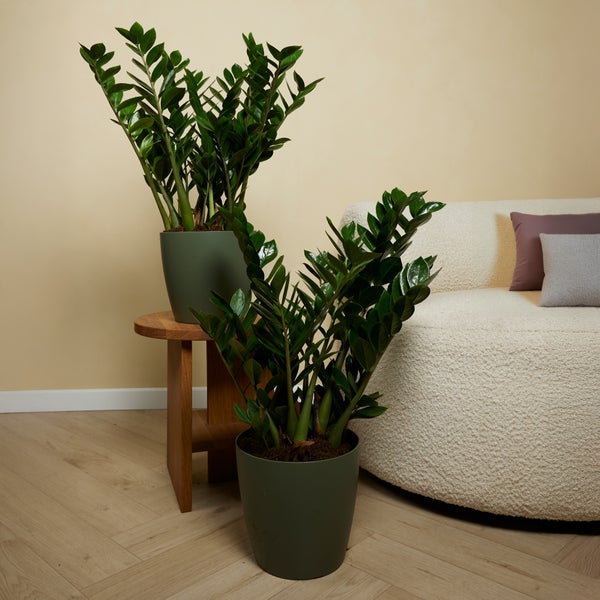 Bloomique - 2er Set - Zamioculcas Zamiifolia - Glücksfeder - Zimmerpflanzen Groß - Sehr Pflegeleicht - Luftreinigend - Höhe 80-90 cm - Topf 21 cm