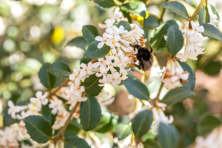 Duftblütenstrauch mit weißen Blüten und einer Biene