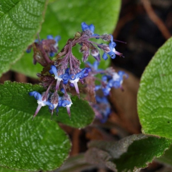 Blütenstand mit blau-weissen Blüten und grünen Blättern