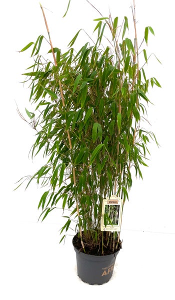 Bambuspflanze im Topf mit grünen Blättern und schlanken Stängeln