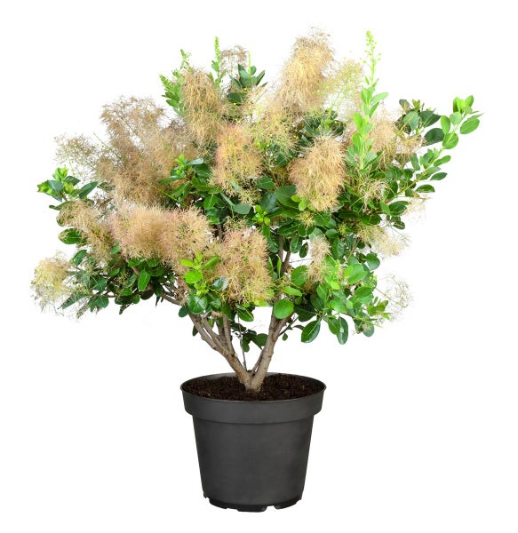 Cotinus coggygria 'Young Lady', Perückenstrauch, kompakt, 40–60 cm