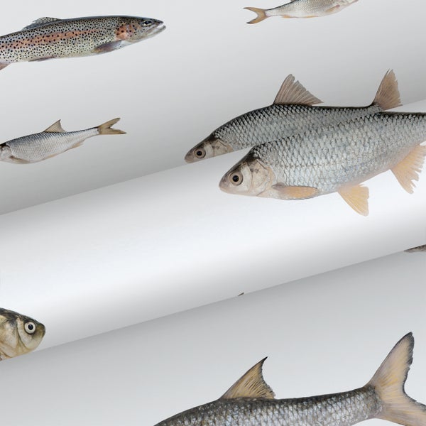 Verschiedene Fischarten auf weißem Hintergrund