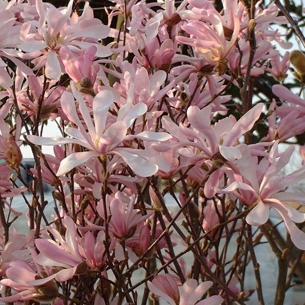 Magnolienbaum mit rosa Blüten