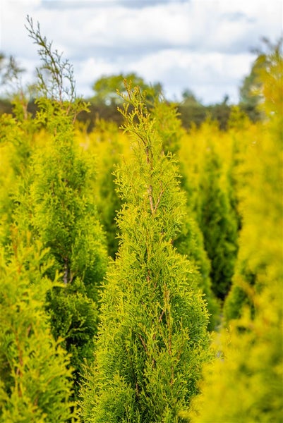 Feld mit Thuja Smaragd Heckenpflanzen