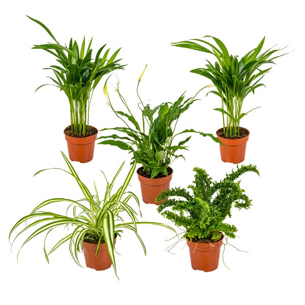 5x Luftreinigungsmischung –Dracaena-Dypsis-Chamaedorea-Chlorophytum-Asplenium –⌀12 cm - ↕20-45 cm