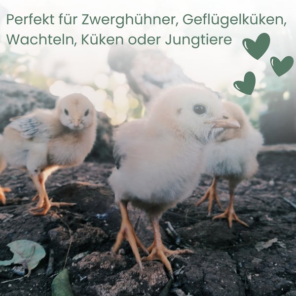 Nahaufnahme von Küken, die für Zwerghühner, Geflügelküken, Wachteln oder Jungtiere geeignet sind.