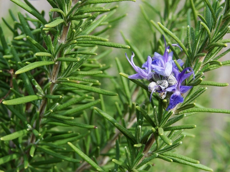 SAFLAX  - Echter Rosmarin - Rosmarinus officinalis - 100 Samen