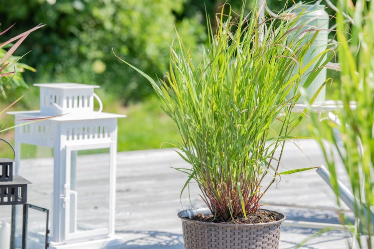 Panicum virgatum 'Rehbraun', Rutenhirse, braun, ca. 9x9 cm Topf