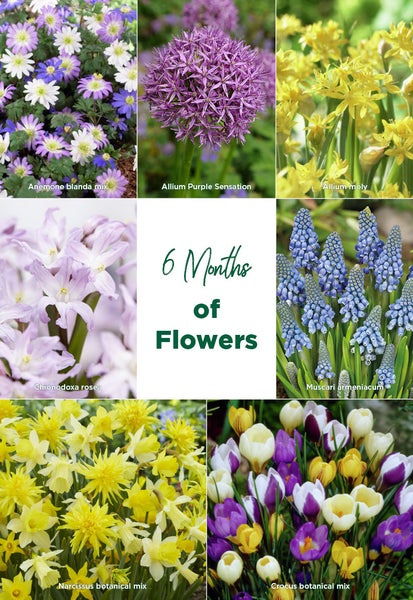 Bloomique - Mischung aus 100 - 6 Monate alten Blumen - Farbmischung - Mischung aus 7 Sorten - Blumenzwiebeln - Frühlingsblüte - Mehrjährige Pflanzen - Wächst von 5 bis 90 cm