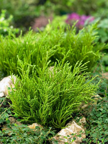 Hebe 'Golden Esk', Strauchveronika, goldgrün, 10–15 cm