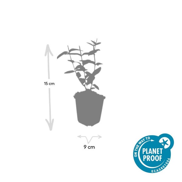 Bodendecker - Johanniskraut - Hypericum inodorum - 9cm Topf - Set mit 6 Pflanzen