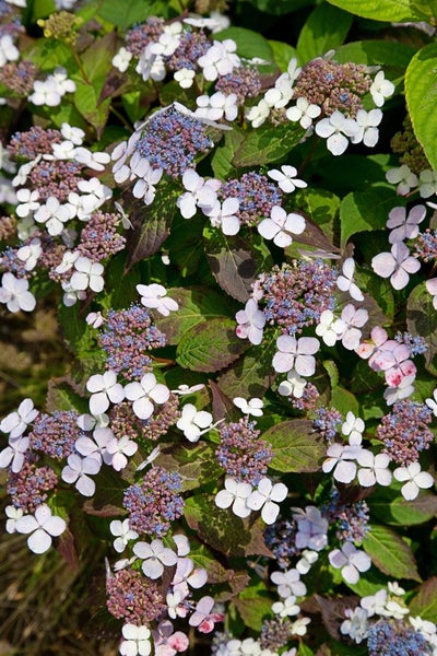 Hydrangea serrata 'Bluebird', Hortensie, blau, 30–40 cm