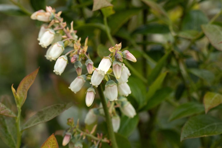 Nahaufnahme einer blühenden Heidelbeere mit glockenförmigen weißen Blüten an einem grünen Strauch im Garten