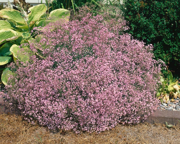 Pinke Gypsophila paniculata im Garten