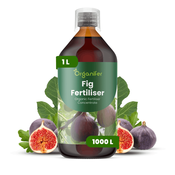 Organifer Bio-Feigendünger Konzentrat, 1 Liter, reicht für bis zu 1000 Liter Gießwasser, organischer Flüssigdünger für Feigenbäume.