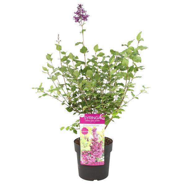 Syringa 'Bloomerang Dark Purple' | Lila Lila - Freilandpflanze im Angelegentopf ⌀19 - ↕50-60 cm