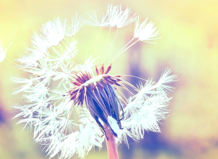 Nahaufnahme einer Pusteblume mit filigranen Samenständen.