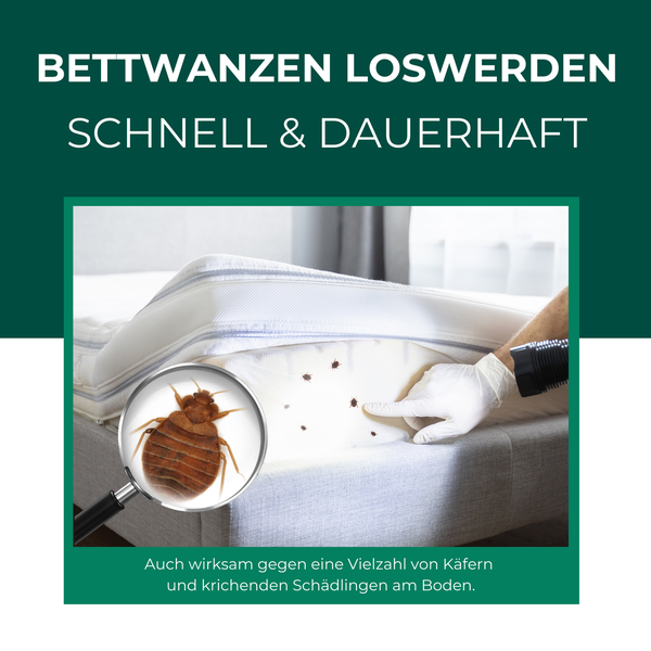 Bettwanzen auf einer Matratze mit Vergrößerungsglas