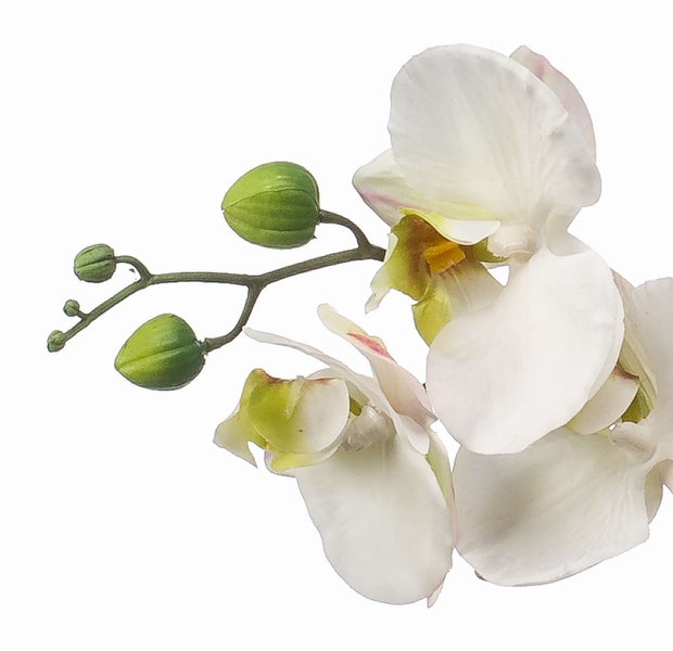 Weiße Orchideenblüten mit gelb-grünem Zentrum und grünen Knospen an einem Stiel.