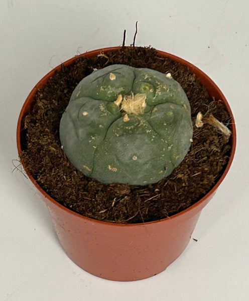 Lophophora williamsii - Peyote - Peyotl Kaktus - blühfähig, 8,5cm Topf