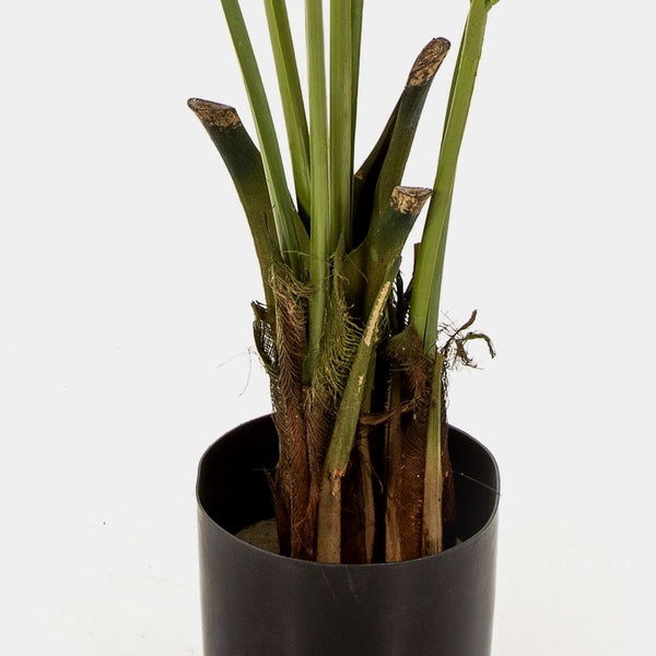 Künstliche Nadelkissen-Protea mit orangefarbener Blüte und grünem Stiel.