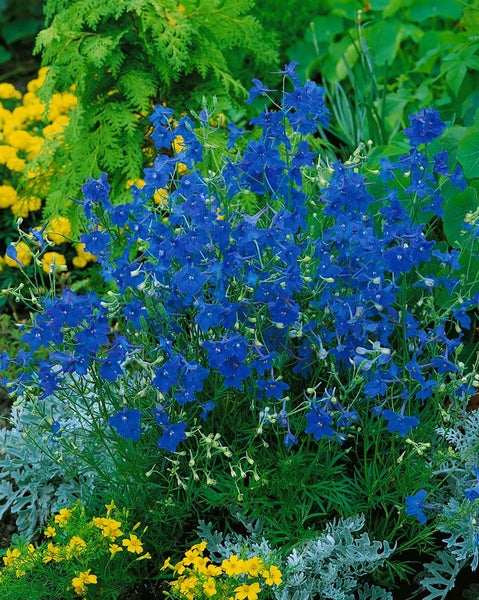 Delphinium grandiflorum 'Blauer Zwerg', Rittersporn, blau, ca. 9x9 cm Topf