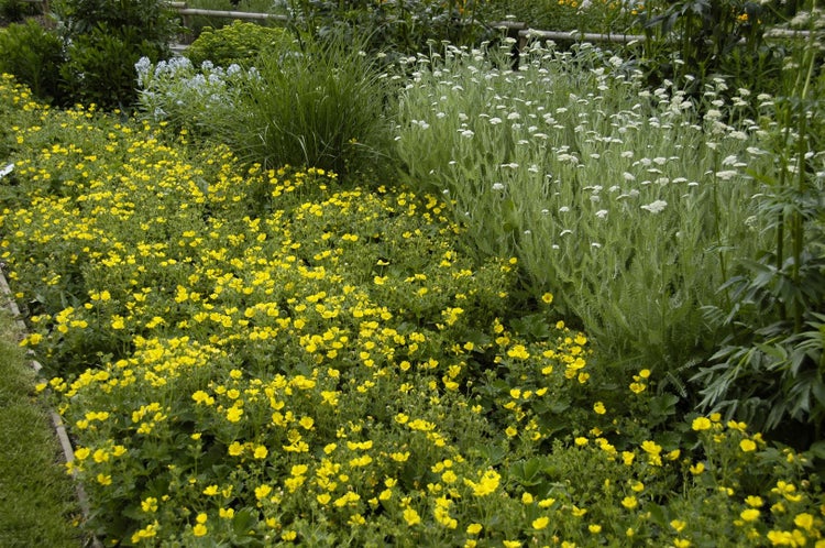 Blumenbeet mit gelben und weißen Blüten für den Garten