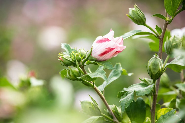 Nahaufnahme einer Hibiskusblüte mit Knospen und Blättern