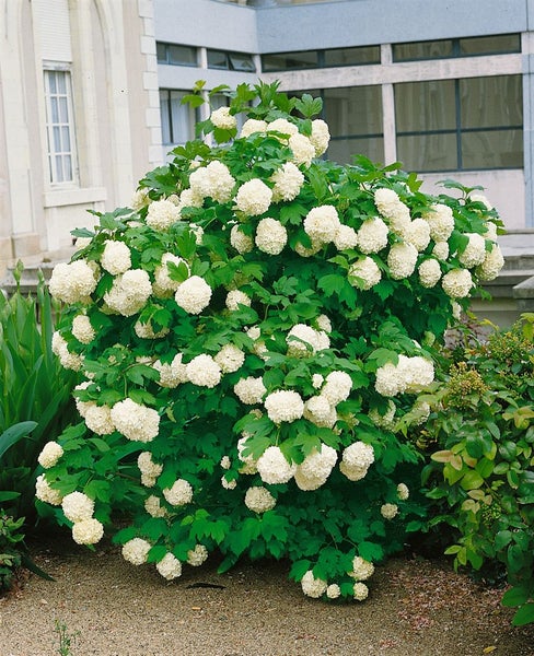Viburnum opulus, Gewöhnlicher Schneeball, 40–60 cm, weiße Blüten